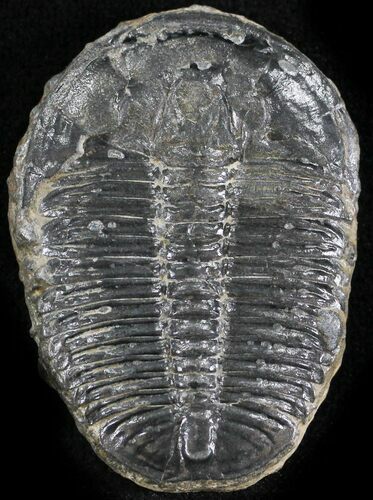 Elrathia Trilobite - Wheeler Shale, Utah #24912